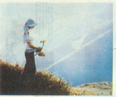 向日葵 陽(yáng)光下的詩(shī)意筆觸